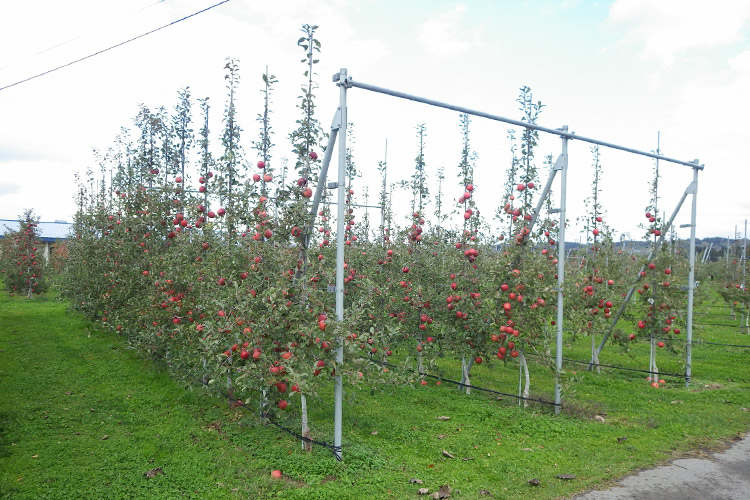 高密植栽培のリンゴ畑